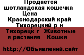 Продается шотландская кошечка › Цена ­ 1 000 - Краснодарский край, Тихорецкий р-н, Тихорецк г. Животные и растения » Кошки   